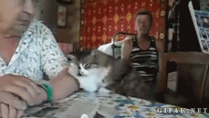 https://media.loupak.fun/soubory/obrazky_n/_GIF/1936/645.gif
