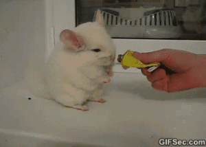 https://media.loupak.fun/soubory/obrazky_n/_GIF/1938/648.gif