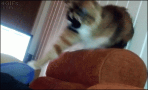 https://media.loupak.fun/soubory/obrazky_n/_GIF/1999/7570.gif