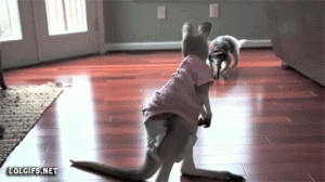 https://media.loupak.fun/soubory/obrazky_n/_GIF/2010/7769.gif