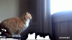 https://media.loupak.fun/soubory/obrazky_n/_GIF/2011/779.gif