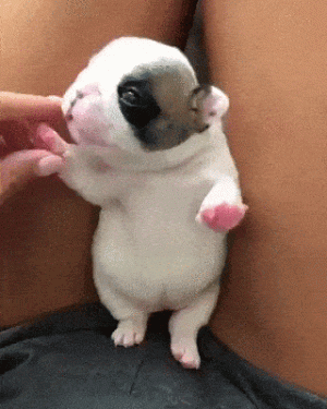 https://media.loupak.fun/soubory/obrazky_n/_GIF/2200/3102.gif