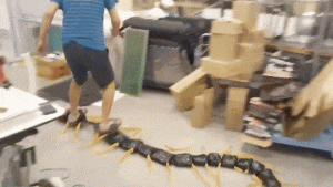 https://media.loupak.fun/soubory/obrazky_n/_GIF/2201/3121.gif