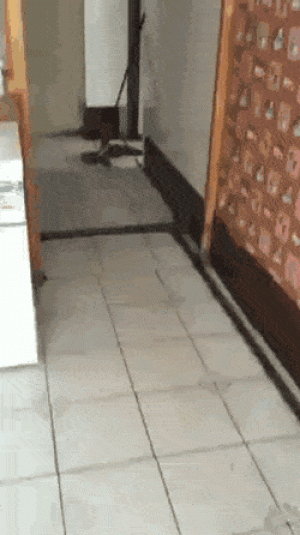 https://media.loupak.fun/soubory/obrazky_n/_GIF/2201/3122.gif