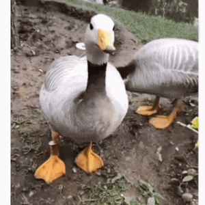 https://media.loupak.fun/soubory/obrazky_n/_GIF/2208/3262.gif