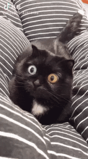 https://media.loupak.fun/soubory/obrazky_n/_GIF/2214/3381.gif