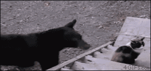 https://media.loupak.fun/soubory/obrazky_n/_GIF/2286/00502.gif
