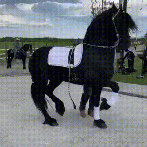 https://media.loupak.fun/soubory/obrazky_n/_GIF/2390/02582.gif