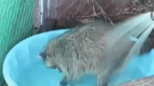 https://media.loupak.fun/soubory/obrazky_n/_GIF/2395/02682.gif