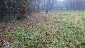 https://media.loupak.fun/soubory/obrazky_n/_GIF/2574/06261.gif