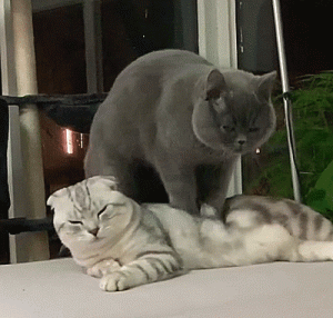 https://media.loupak.fun/soubory/obrazky_n/_GIF/2637/0063.gif