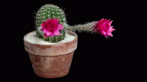 https://media.loupak.fun/soubory/obrazky_n/_GIF/2696/1243.gif