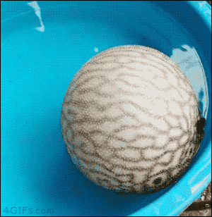https://media.loupak.fun/soubory/obrazky_n/_GIF/2706/1443.gif