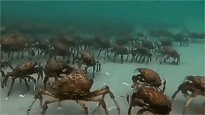 https://media.loupak.fun/soubory/obrazky_n/_GIF/2707/1462.gif