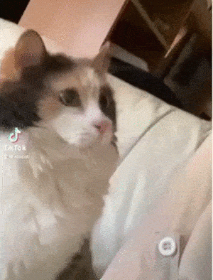 https://media.loupak.fun/soubory/obrazky_n/_GIF/2711/1542.gif