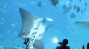 https://media.loupak.fun/soubory/obrazky_n/_GIF/2803/3383.gif
