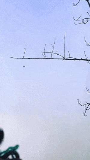 https://media.loupak.fun/soubory/obrazky_n/_GIF/2912/5563.gif