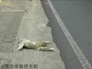 https://media.loupak.fun/soubory/obrazky_n/_GIF/3014/00302.gif