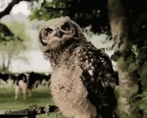 https://media.loupak.fun/soubory/obrazky_n/_GIF/3044/00903.gif