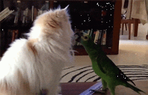 https://media.loupak.fun/soubory/obrazky_n/_GIF/3062/01263.gif