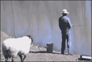 https://media.loupak.fun/soubory/obrazky_n/_GIF/3118/02382.gif
