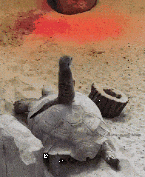 https://media.loupak.fun/soubory/obrazky_n/_GIF/3152/03063.gif