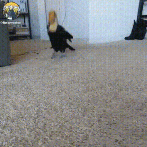 https://media.loupak.fun/soubory/obrazky_n/_GIF/3174/03502.gif