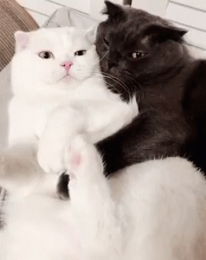 https://media.loupak.fun/soubory/obrazky_n/_GIF/3179/03602.gif