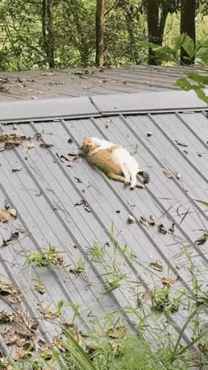 https://media.loupak.fun/soubory/obrazky_n/_GIF/3304/06102.gif
