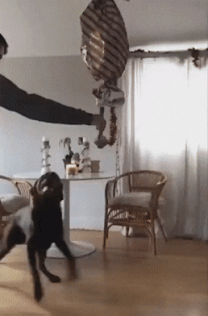 https://media.loupak.fun/soubory/obrazky_n/_GIF/3338/06783.gif