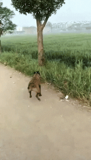 https://media.loupak.fun/soubory/obrazky_n/_GIF/3375/07522.gif