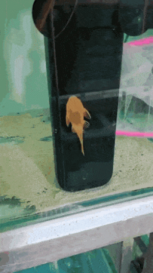 https://media.loupak.fun/soubory/obrazky_n/_GIF/3432/08662.gif