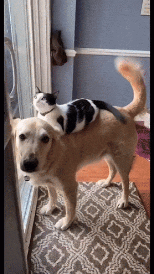 https://media.loupak.fun/soubory/obrazky_n/_GIF/3478/09583.gif