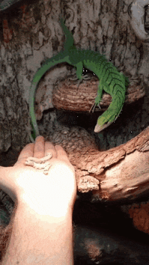https://media.loupak.fun/soubory/obrazky_n/_GIF/3513/10283.gif