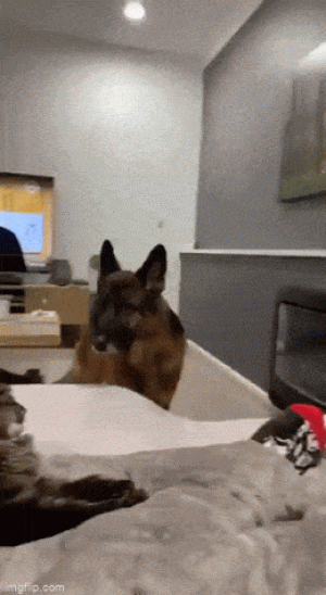 https://media.loupak.fun/soubory/obrazky_n/_GIF/3529/00221.gif