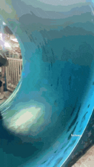 https://media.loupak.fun/soubory/obrazky_n/_GIF/3709/14202.gif