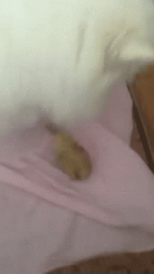 https://media.loupak.fun/soubory/obrazky_n/_GIF/394/0402.gif