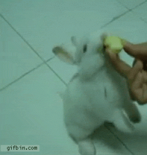 https://media.loupak.fun/soubory/obrazky_n/_GIF/431/1352.gif