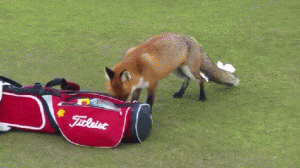 https://media.loupak.fun/soubory/obrazky_n/_GIF/706/0561.gif