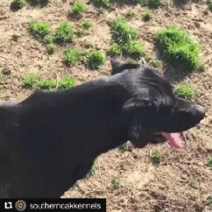 https://media.loupak.fun/soubory/obrazky_n/_GIF/812/2681.gif