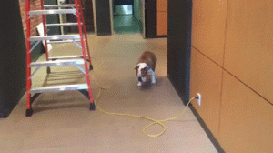 https://media.loupak.fun/soubory/obrazky_n/_GIF/907/0581.gif