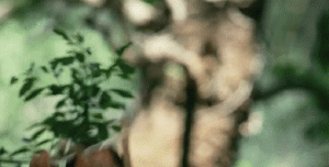 https://media.loupak.fun/soubory/obrazky_n/_GIF/971/1860.gif