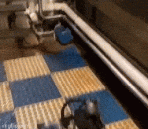 https://media.loupak.fun/soubory/obrazky_n/_funny/4805/07321.gif