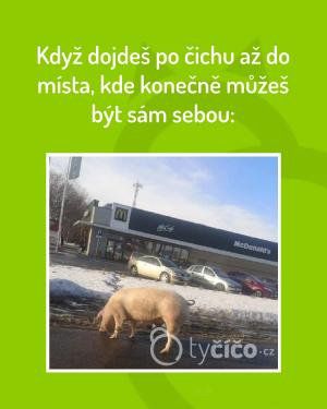 https://media.loupak.fun/soubory/obrazky_n/_nase-meme/1590/3876.jpg
