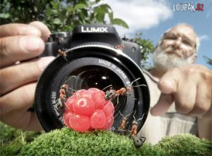 https://media.loupak.fun/soubory/obrazky_n/_specialni/6/ants02.jpg