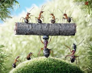 https://media.loupak.fun/soubory/obrazky_n/_specialni/6/ants03.jpg