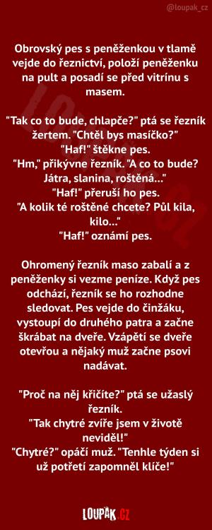 Ten pes zase tak chytrý není