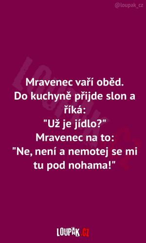 Mravenec se slonem v kuchyni