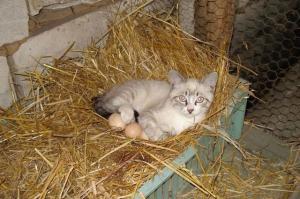Kočka na vejcích