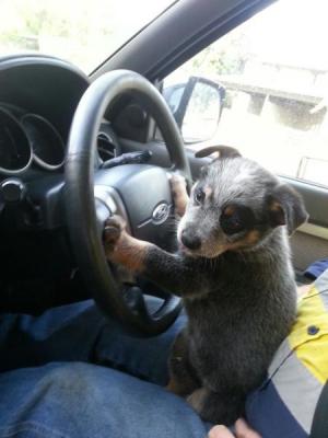 Psí řidič